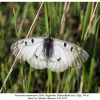 parnassius mnemosyne male1